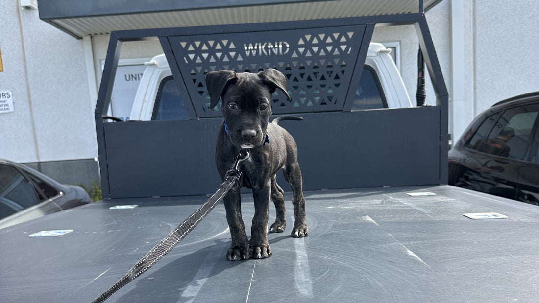 The Dog Box Isn't Just for Dogs – Why It's the Best Dirty Storage on a Touring Build