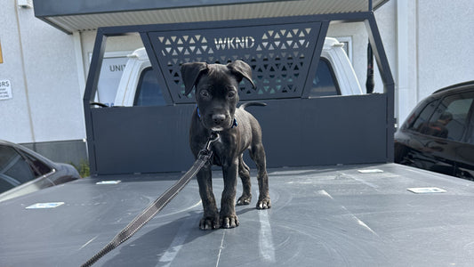 The Dog Box Isn't Just for Dogs – Why It's the Best Dirty Storage on a Touring Build